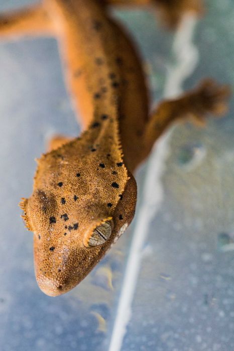 Młode gekony orzęsione