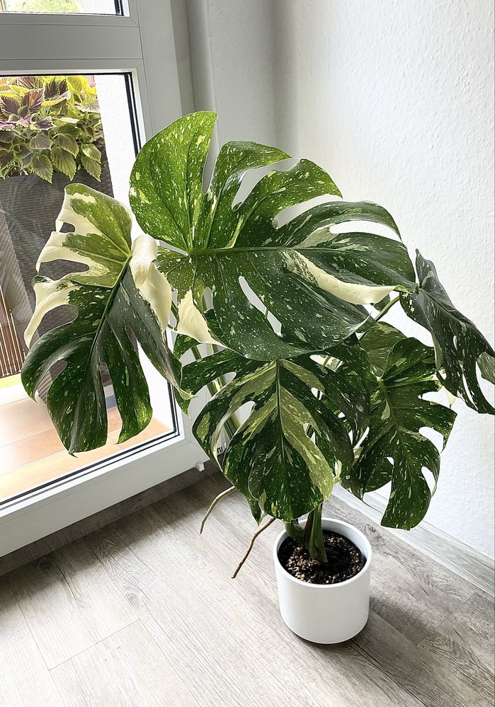 Monstera  Thai Constellation ( 1 )