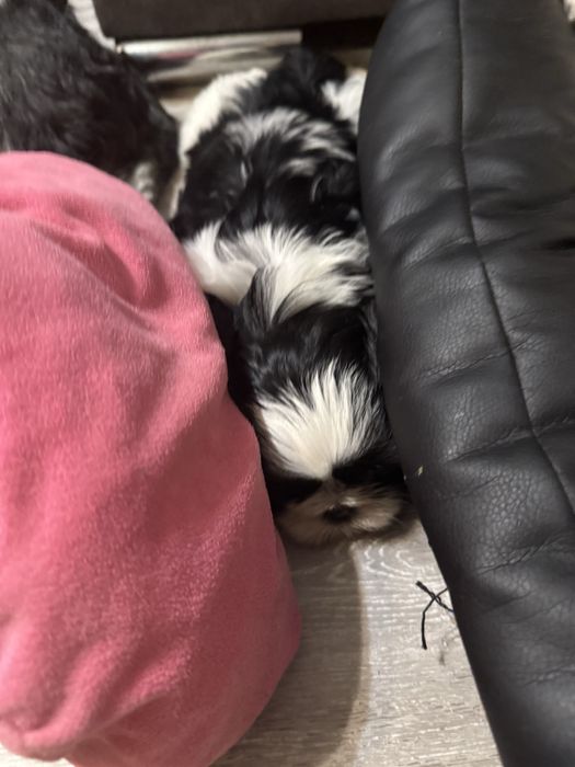 Shih tzu szczeniak