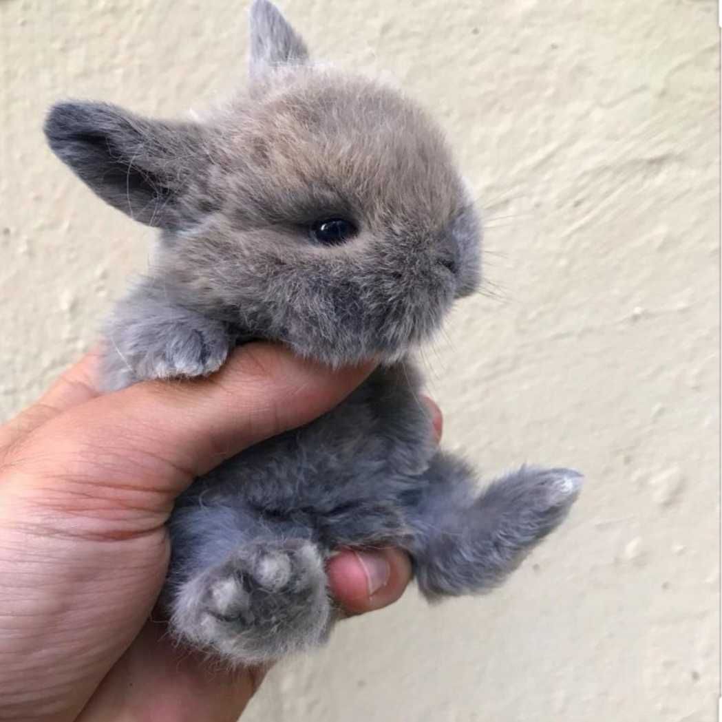 KIT completo coelhos anões orelhudos(mini Lop)