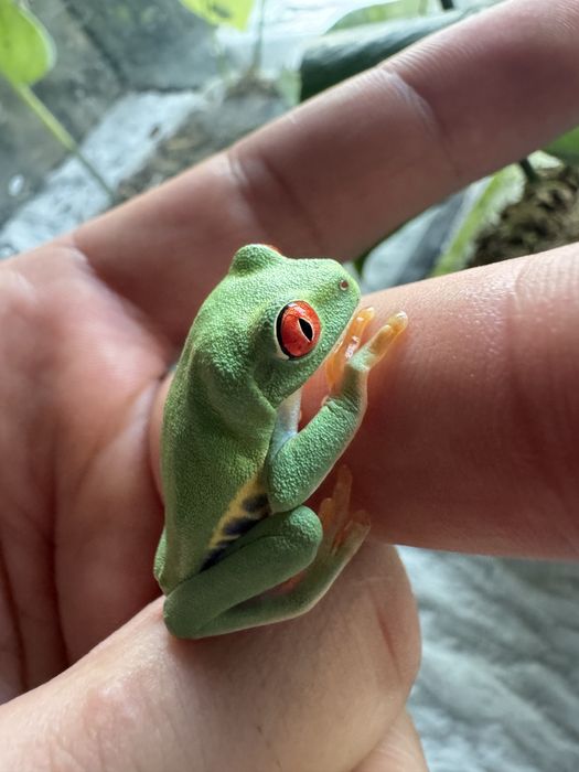 Chwytnica czerwonooka Agalychnis callidryas