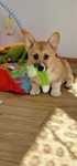 Welsh Corgi Pembroke, Naturalny Bobtail, piesek
