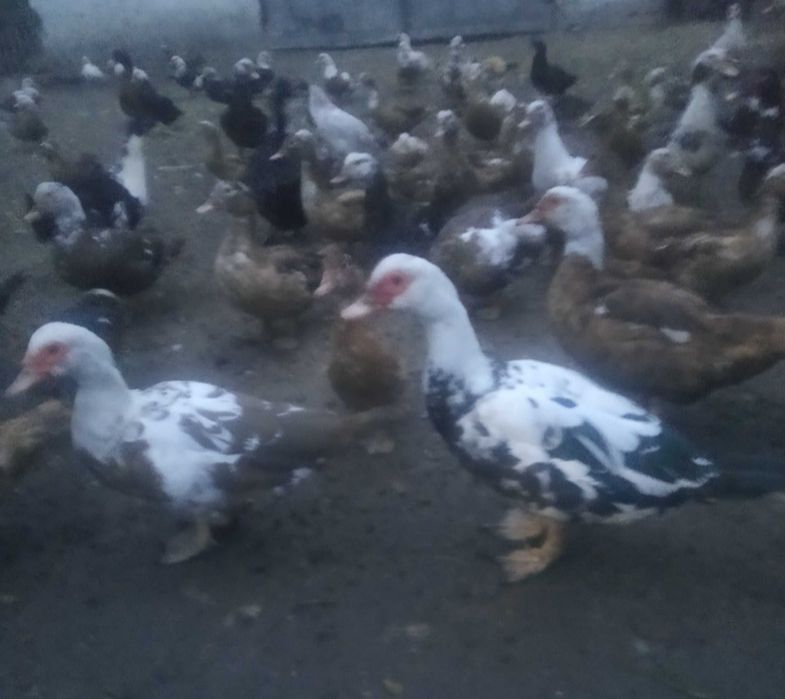 Домашні індокачки та каченята