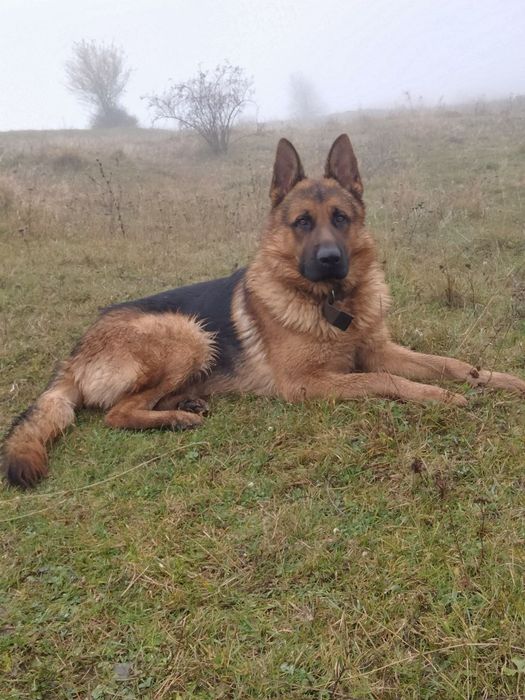 Німецька вівчарка. В"язка