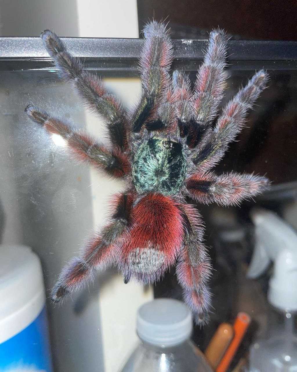 Avicularia versicolor рідкісна самиця павука птахоїда л11