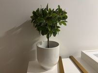 2 Vasos com plantas IKEA