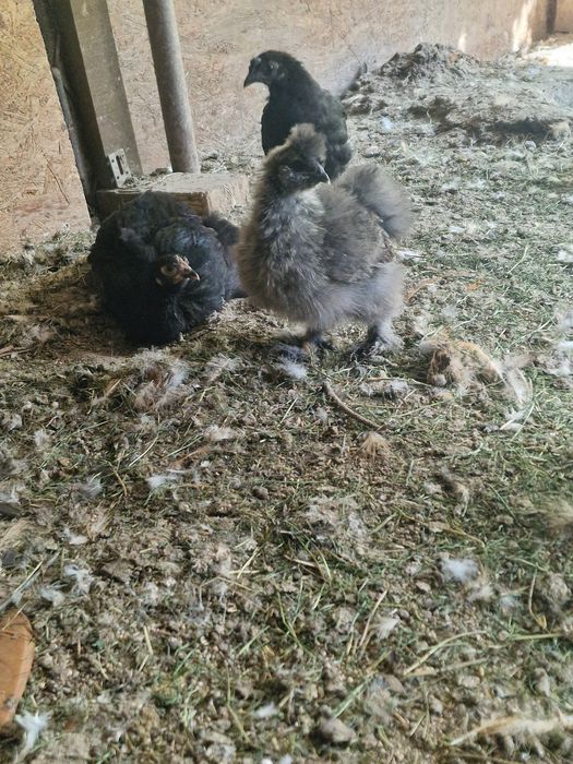 Kury i koguty volwerk lakenfelder  ayam cemani oraz silki jedwabiste