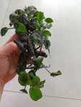 Anubias do akwarium