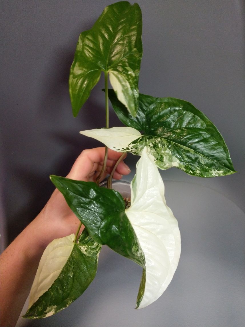 Syngonium Emerald Gem