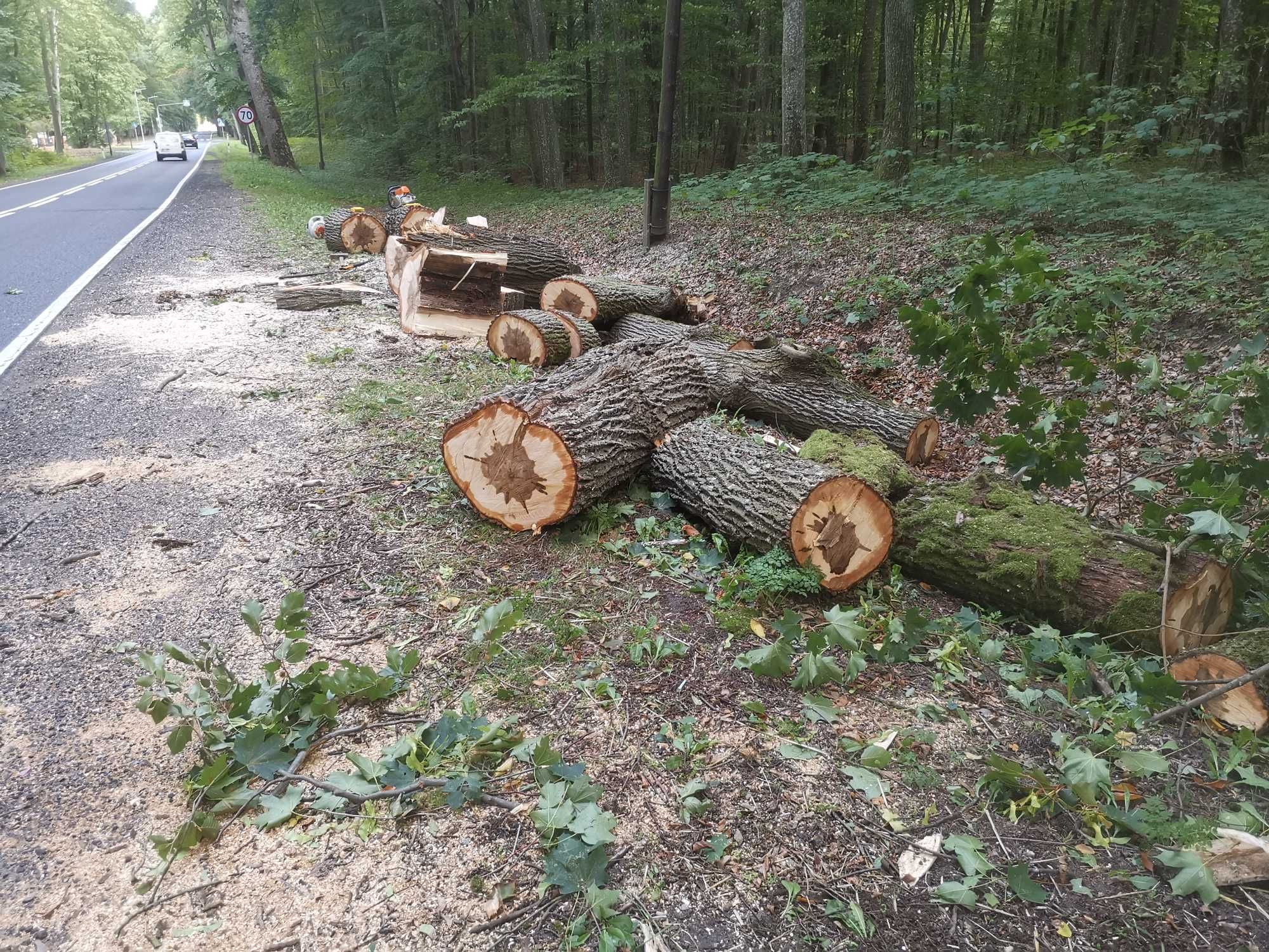 Wycinka drzew, oczyszczanie działek, utrzymanie obiektów