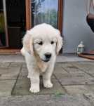 Golden Retriver FCI