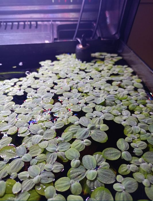 Roślina do akwarium pływająca