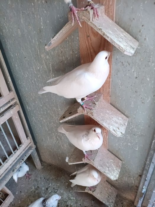 Pombos correios linha antiga