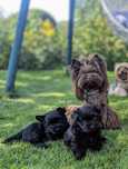 Yorkshire terrier Black - po czekoladowej mamie