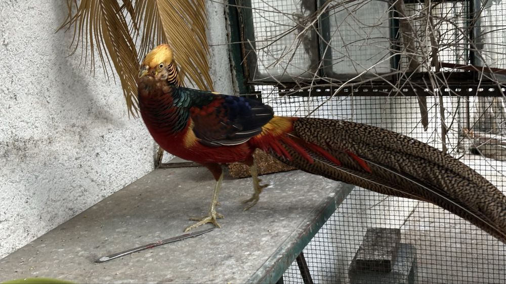 Faisões dourados vendo casal (o preço de 45€ é de um casal)