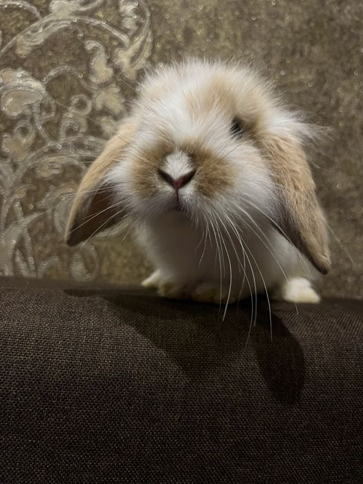 Вухате щастя у ваш дім