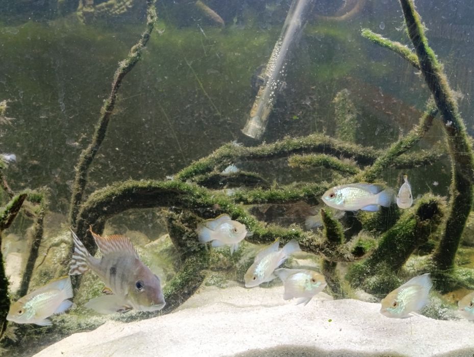 Ciclídeos americanos Electric Blue Acara (Andinoacara Pulcher)