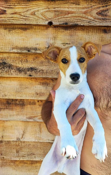 Мальчишка Джек Рассел Терьер