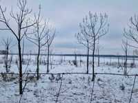 Pojedyncze drzewa Oxytree (Drzewa Tlenowe, Paulownie) na sprzedaż