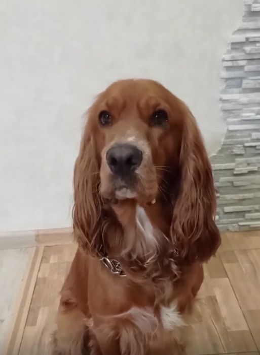 Английский кокер спаниель ищет невесту