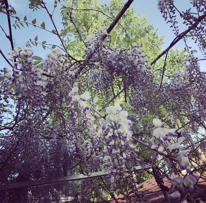 Гліцинія відводки 3 роки