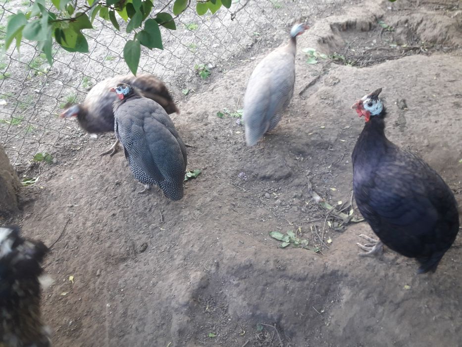 Para perliczek zwykłych