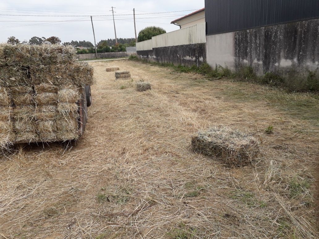 Fardos de palha de azevem com grão, palha nova