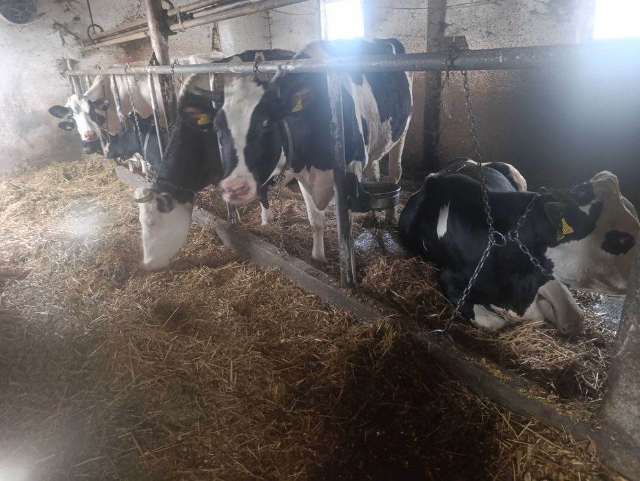 Krowy mleczne hf - likwidacja