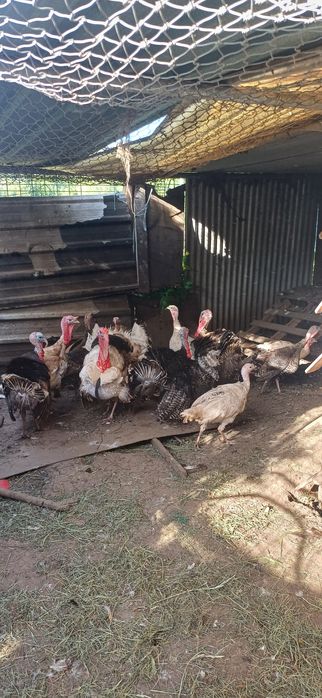 Perus machos adultos