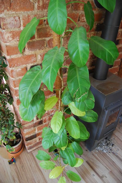 filodendron malaya gold philodendron