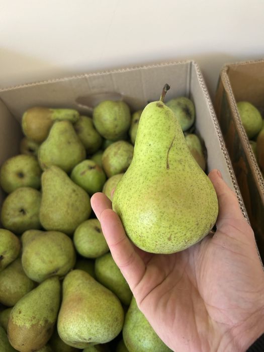 Еко груша ноябирська.грушка.груші.грушки