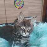 Maine Coon kocurek