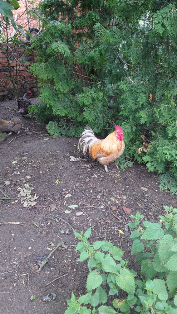 jajka ekologiczne swojskie bio i jajka zielone araucana