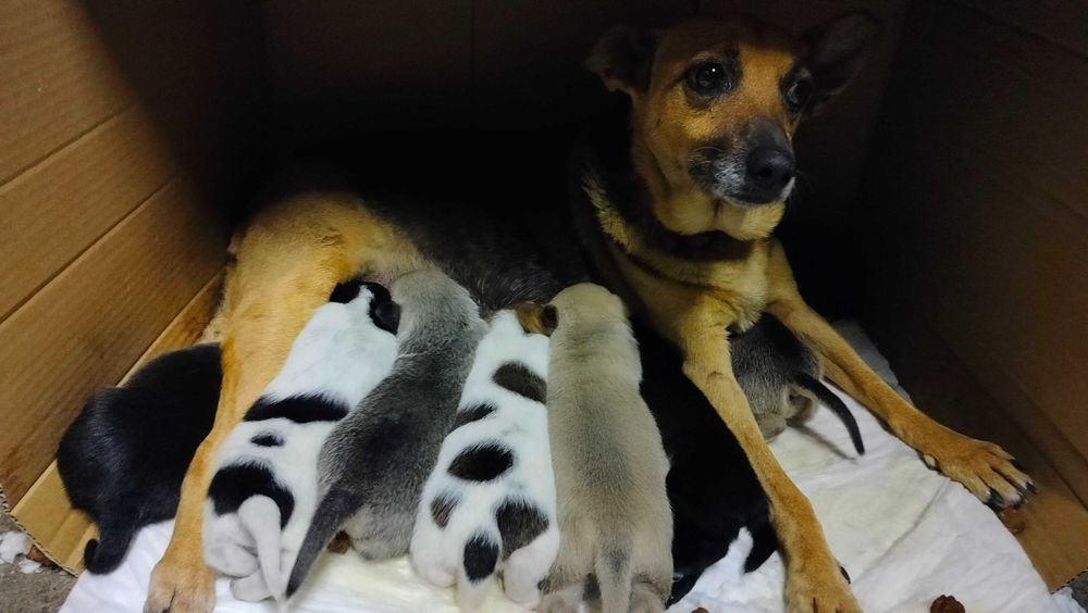 Szczeniaki mieszańce