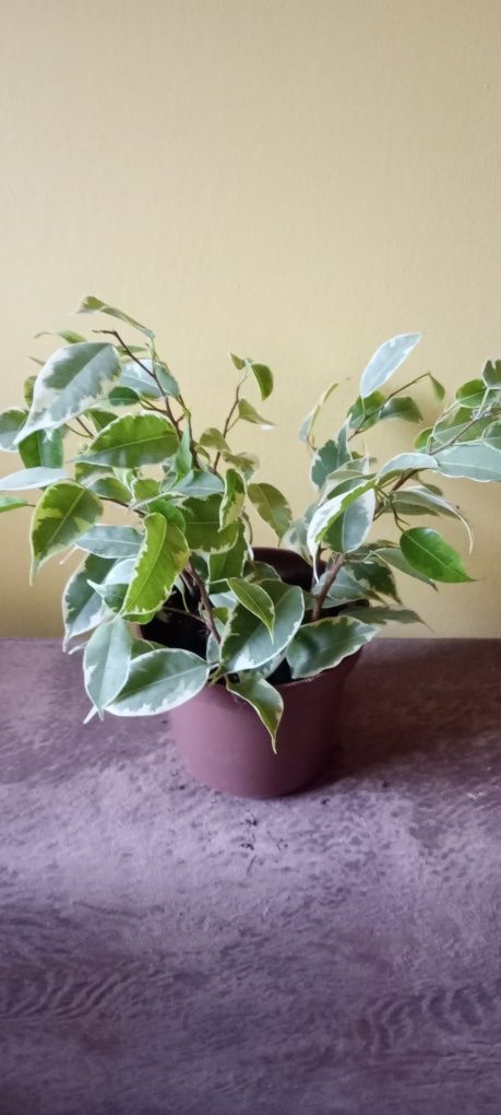 Trzykrotka Peperomia geranium fikus cisus