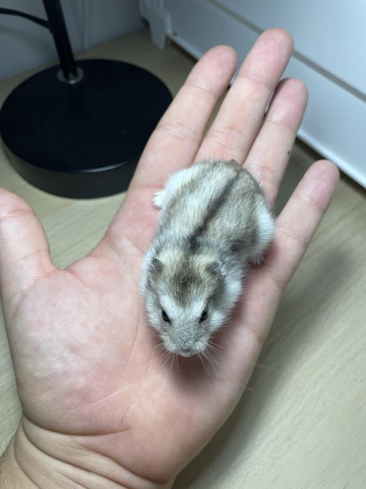 Chomik dżungarski samiczka