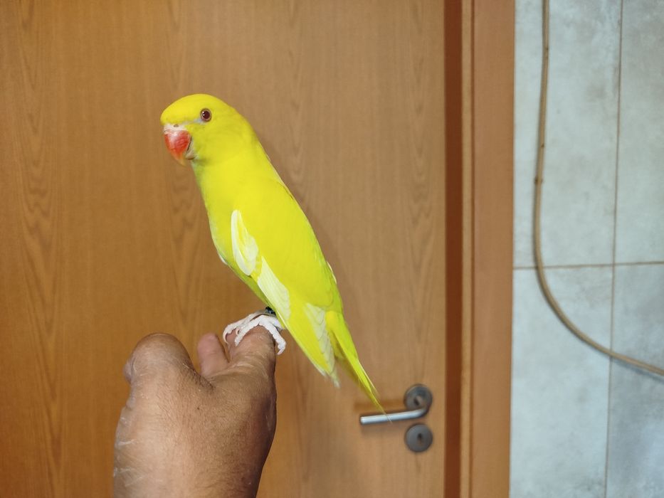Ring neck lutino