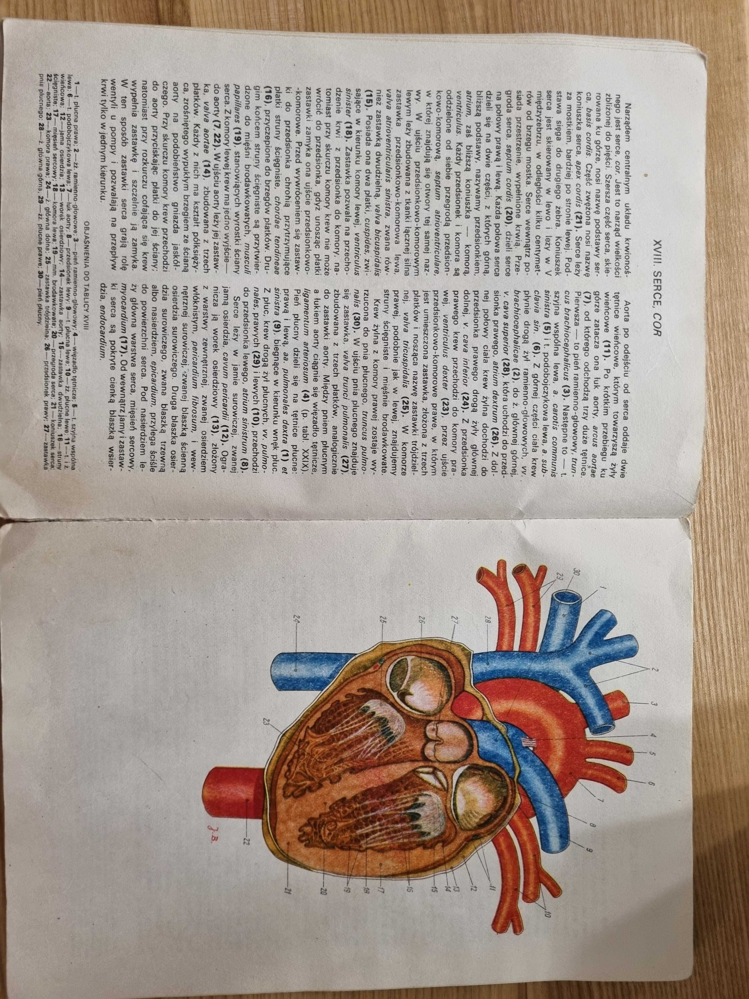 Mały atlas anatomiczny - Witold Sylwanowicz