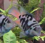 Pielęgnica Papuzia Blue Tiger Zebra