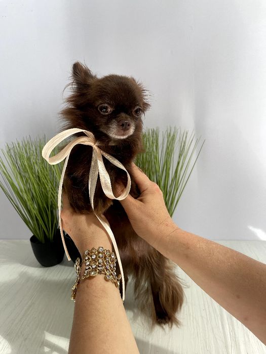 VIP Чіхуахуа дівчинка-гарнюня