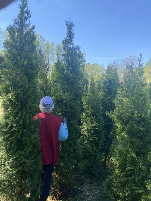 Tuja Szmaragd Tuje Smaragd 200 - 250 cm