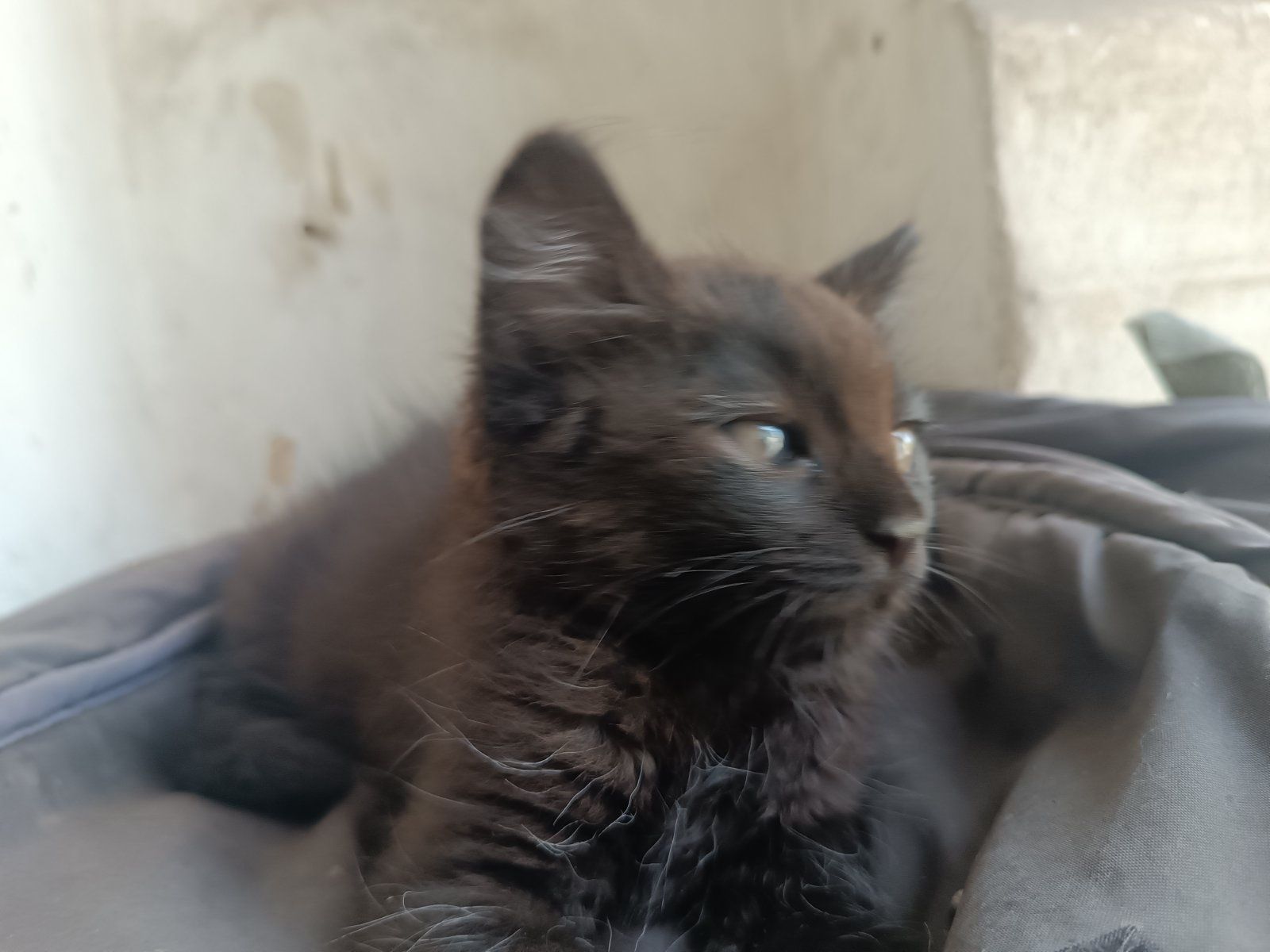 Котенок черненький с белой манишкой