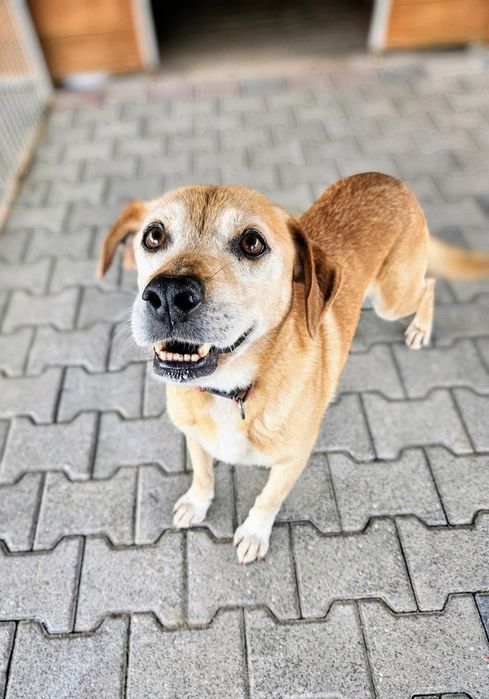 Tupi, daj mu dom, Bardzo prosi