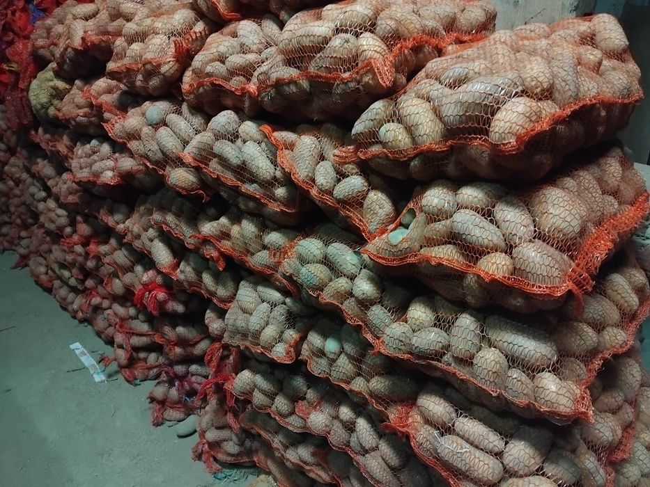 Ziemniaki Gala,Quinn anna,czerwony