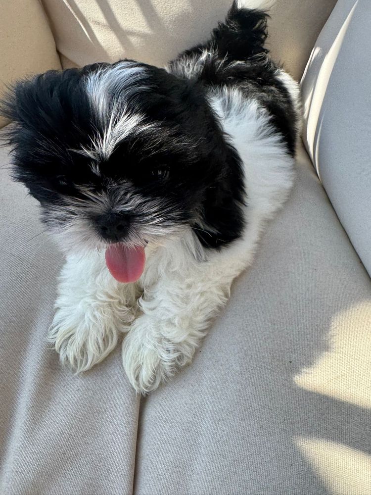 Shih-Tzu Bebé maravilhosos