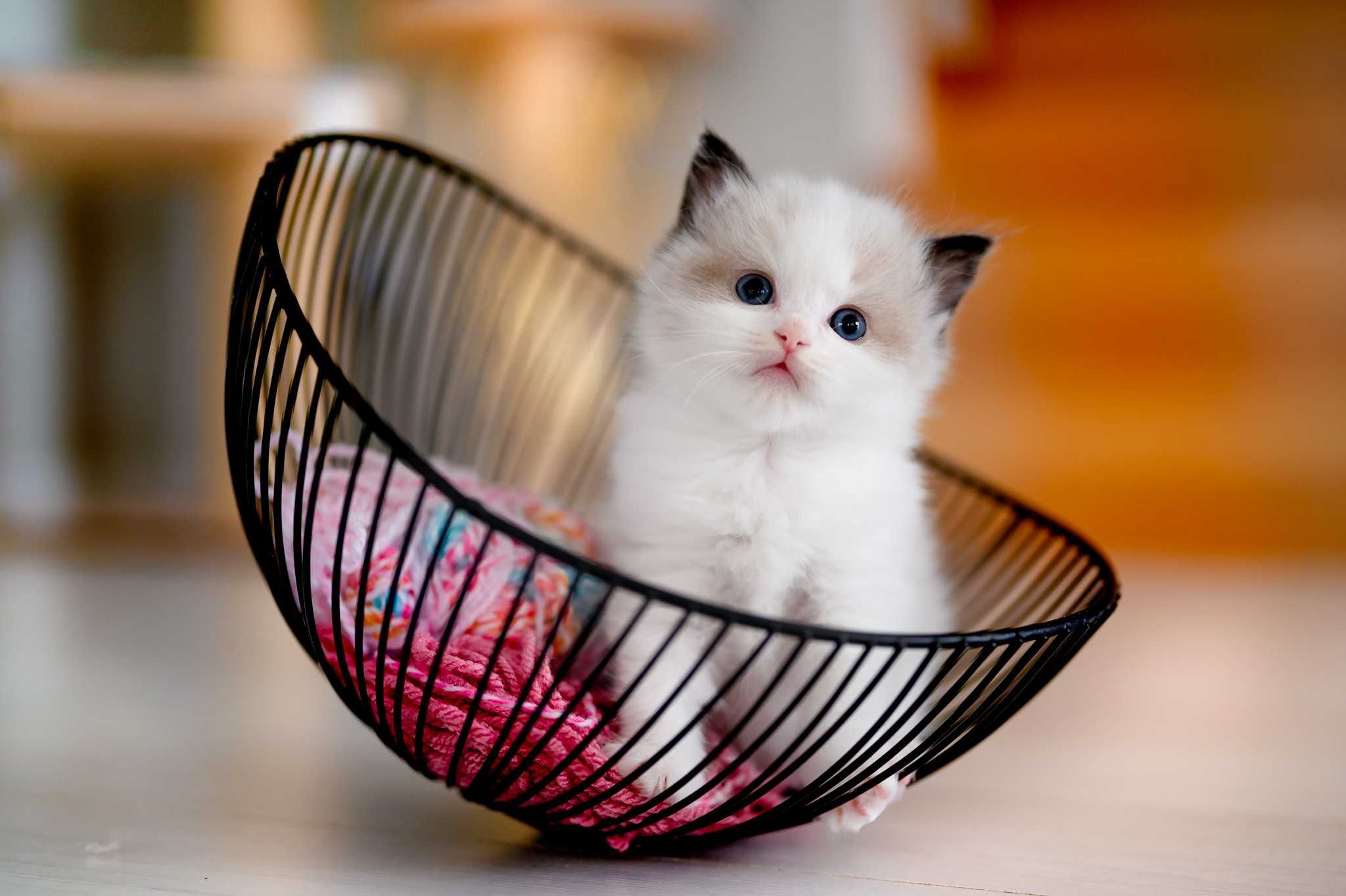 Ragdoll po Championach Rodowód WCF Lew w salonie*PL