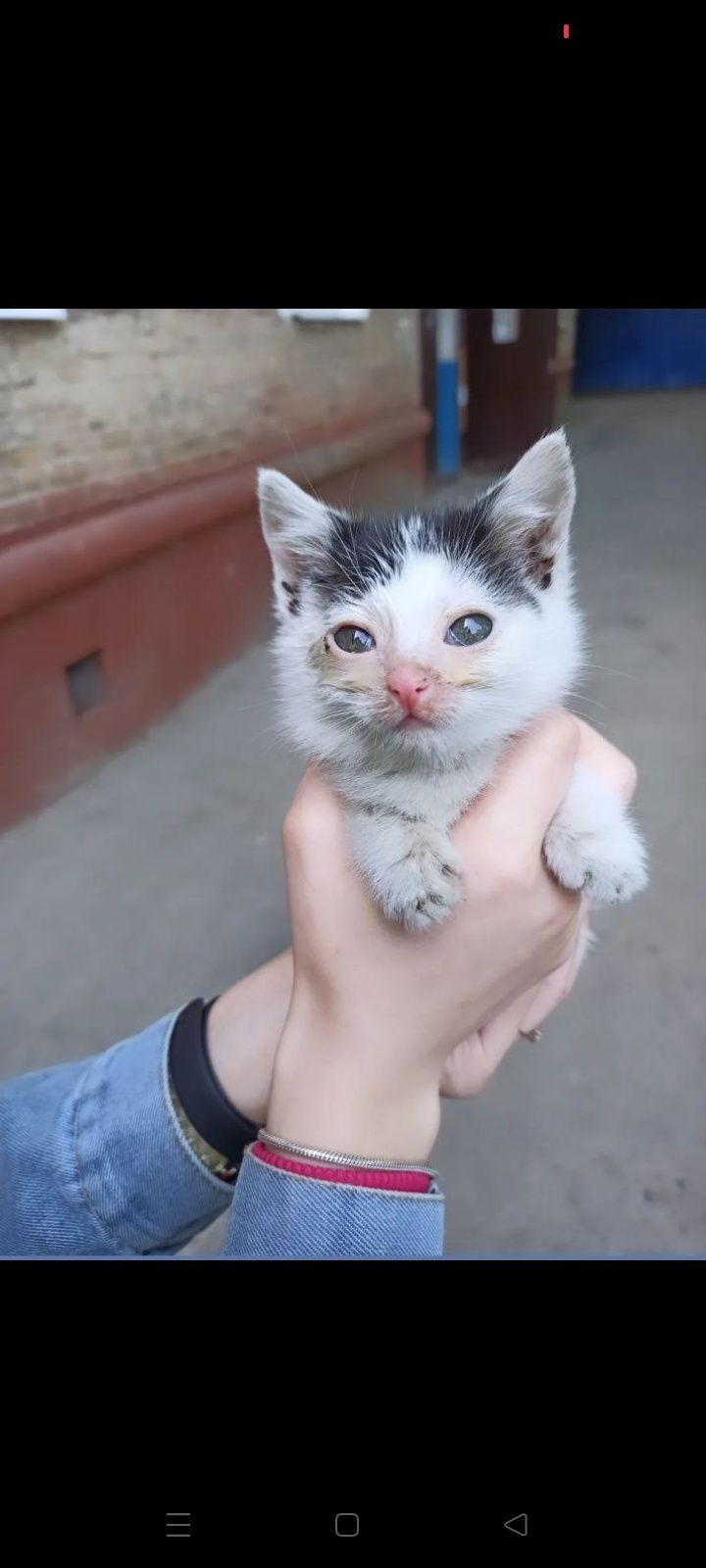 Віддам у добрі руки кошеня.