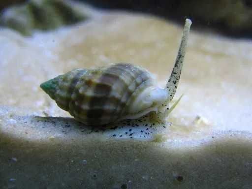 Turbos, Eremitas e Nassarius (equipes de limpeza aquario )