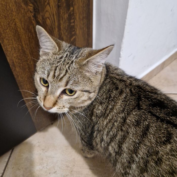 PILNIE oddam kotka półroczna.