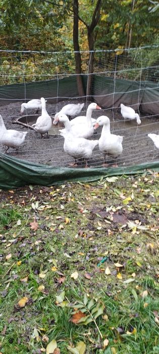Gęsi 180zl sztuka żwawa 220 oskubana